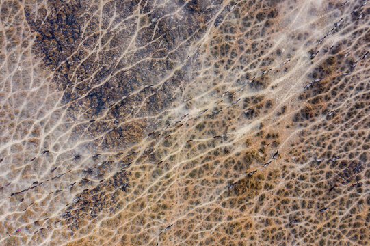 Bogura, Bangladesh - 27 February 2023: Aerial view of a herd of cattle walking across the dry, cracked landscape of the Sariakandi riverbed, with dust rising from the parched earth.
