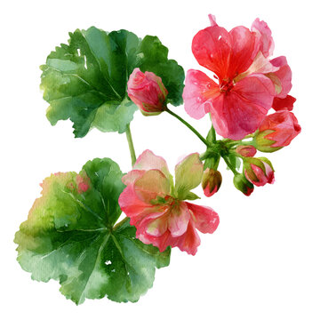 Garden watercolor - Geranium watercolor isolation on transparent illustration. 