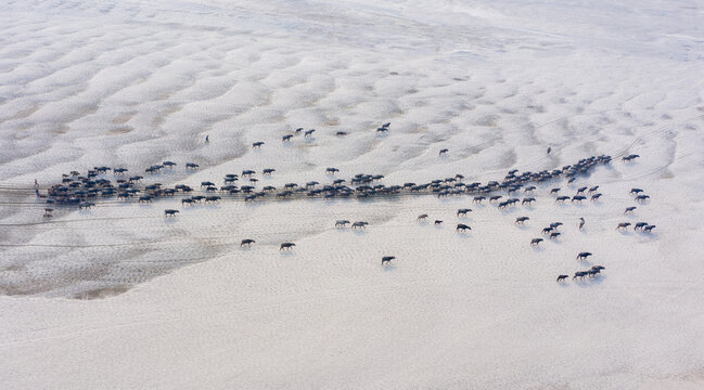 Bogura, Rajshahi Division, Bangladesh - 27 February 2023: Aerial view of a herd of water buffalo grazing on the sandy banks of the Jamuna River near Sariakandi.