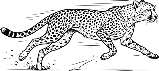 vector illustration of a cheetah © Shams