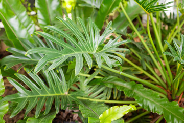 Green tropical foliage background with serrated leaves of exotic plant © Kwangmoozaa