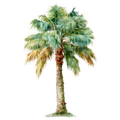 Fototapeta premium Garden watercolor - Palm Tree watercolor isolation on transparent illustration.