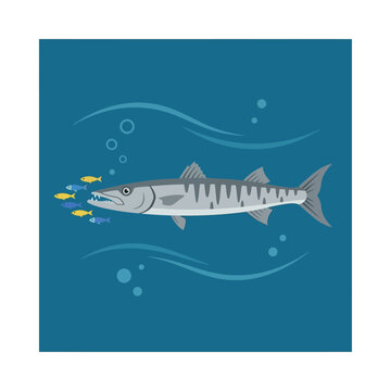Barracuda swimming with a school of small baitfish in the deep blue ocean water illustration