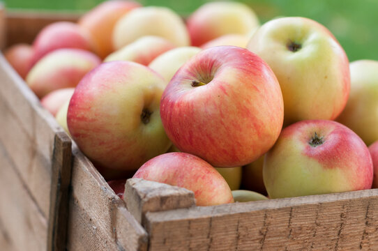 Rustic Wooden Apple Crate on Grass