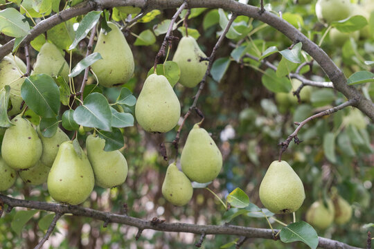 Ripe Pears Growing on Tree Branches in Sunny Orchard