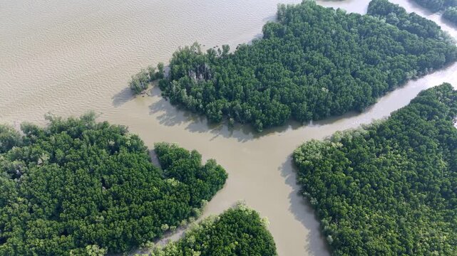 Aerial drone view of mangrove forest Kuala Gula malaysia