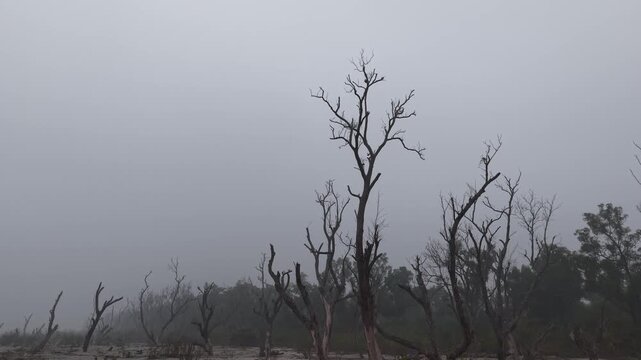 Ground view of dead skeletal trees on a foggy, sandy beach in Kuakata