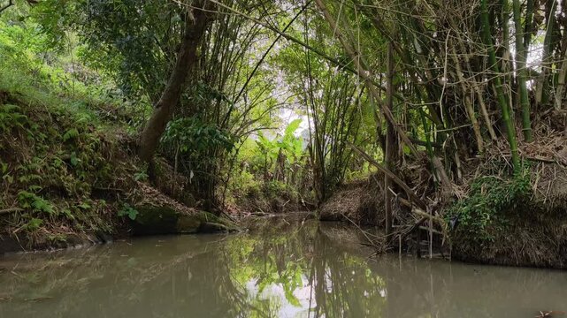 Serene tropical landscape with calm river water and green bamboo forest