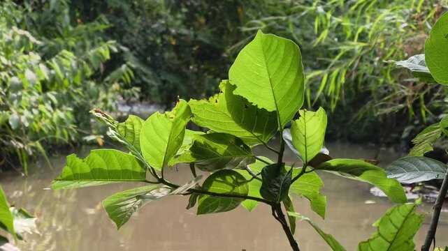 Lush Ficus callosa tree branches hanging over river with beautiful sparkling sunlight reflections