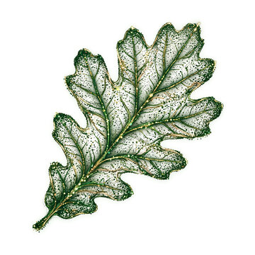 Delicate Green Oak Leaf with Prominent Veins.