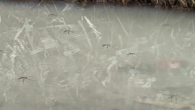 Macro footage of water strider insect moving quickly across calm river surface