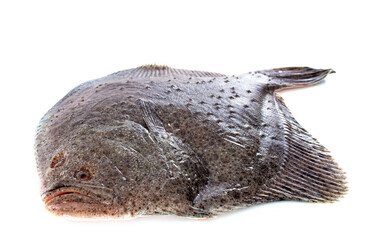 Fototapeta premium turbot