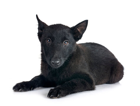  young Schipperke in studio