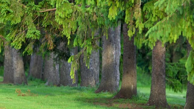 Row of large spruce trees in a sunlit park