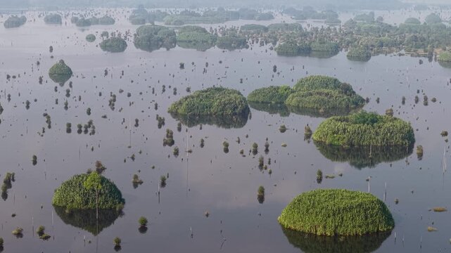 Aerial shot captures floating green patches