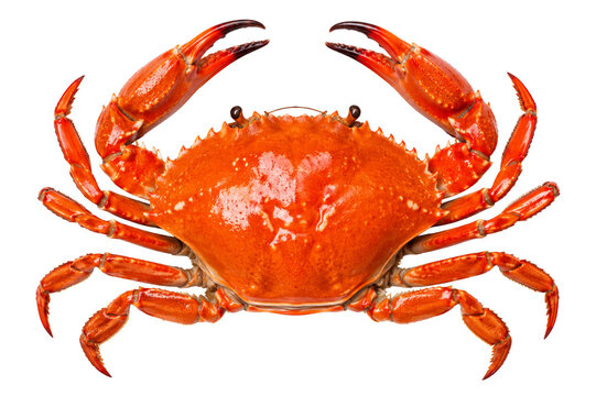 Fresh red crab isolated on transparent background