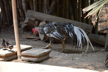 Colorful rooster with unique black and white patterned feathers walking on dirt ground © Christ