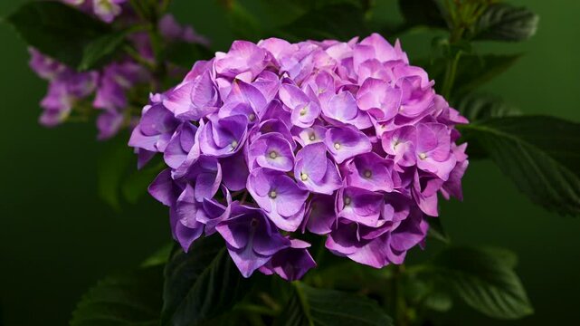 Beautiful purple hydrangea flower blooming against solid green background