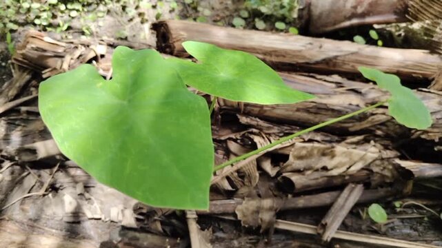 Colocasia esculenta, gahala, Shamakkilangu, Elephant's ear