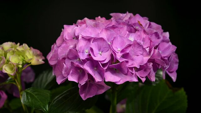Beautiful purple hydrangea flowers blooming against a solid black background