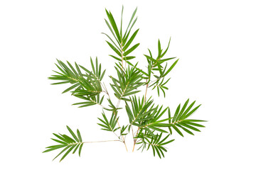 Fototapeta premium Tropical green bamboo plant foliage cut out for natural design element.