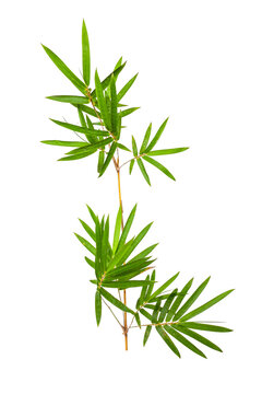 Tropical green bamboo plant foliage cut out for natural design element.