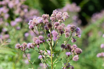 Fototapeta premium Flowering plant with purple flowers on a green background.
