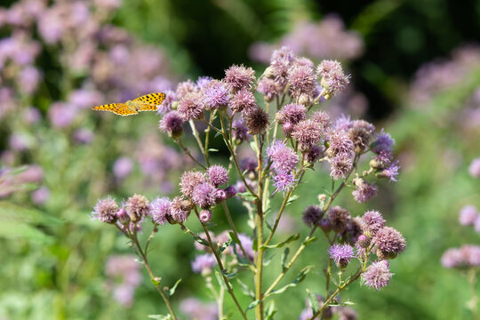 A butterfly flies near a flowering bitter root, choosing a good flower with nectar.