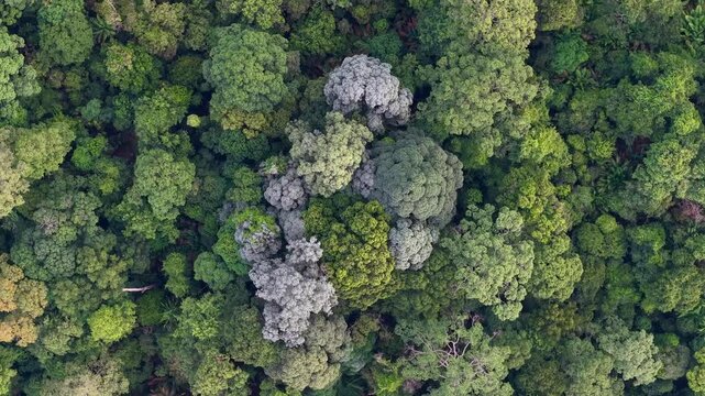 Drone footage showing top-down view of Bukit Panchor forest canopy and tree crowns.
