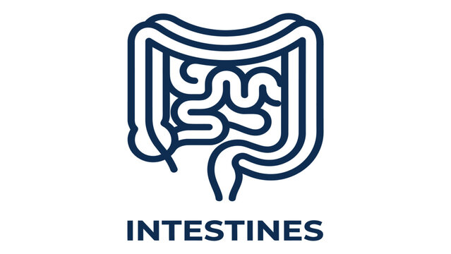 Intestines anatomical icon illustrates the digestive system in a clear, linear medical style.