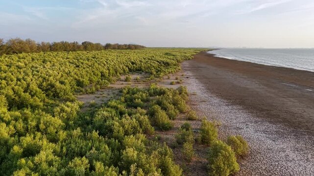 Aerial drone shot of muddy coastal mangrove shoreline at low tide