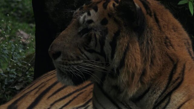 close up of the face of an adult brown tiger, photographed from the tiger's left side
