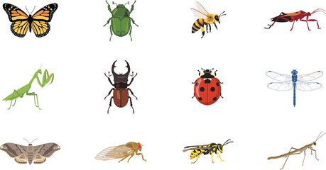 Detailed insect and bug vector illustration collection featuring monarch butterfly beetle honey bee praying mantis ladybug dragonfly wasp and moth icons on white background © Ms