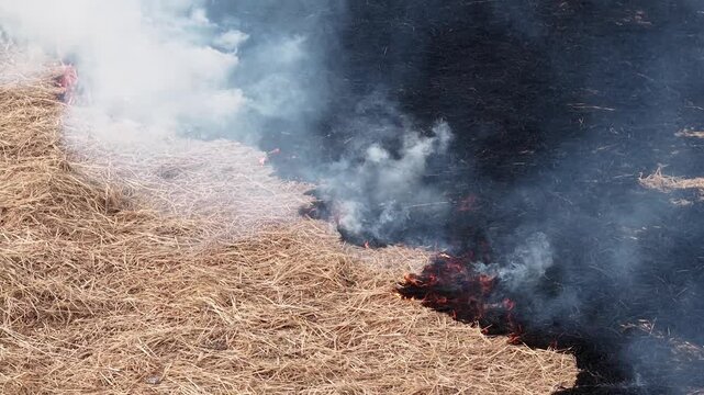 Aerial drone view of burning straw paddy field smoke gas