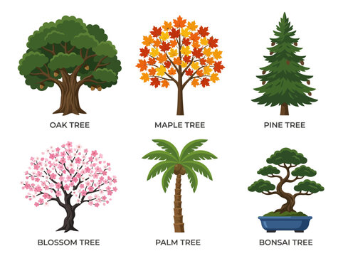 Different types of trees 5.
