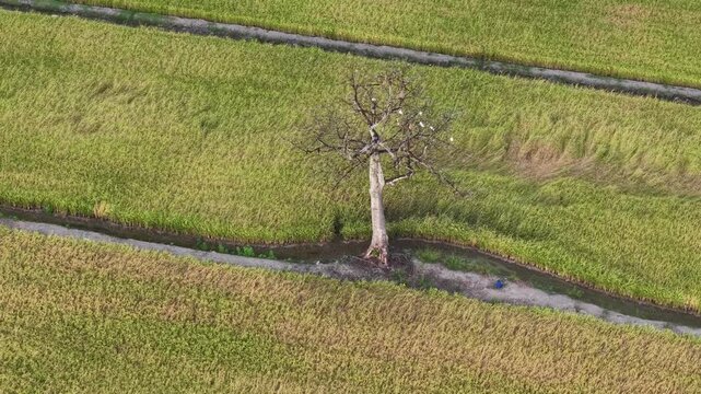 Aerial drone view of solitary tree in paddy field