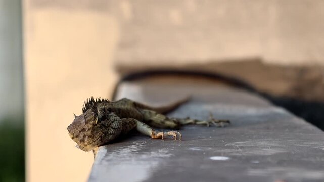 Close up of maned forest lizard Bronchocela jubata resting on concrete floor