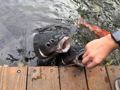 Feeding Fish From Wooden Pier