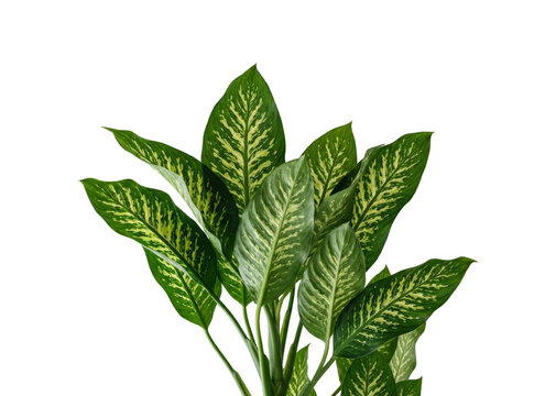 Dieffenbachia plant, vibrant green tropical foliage, lush houseplant, natural decorative element for interior design isolated on Transparent Background