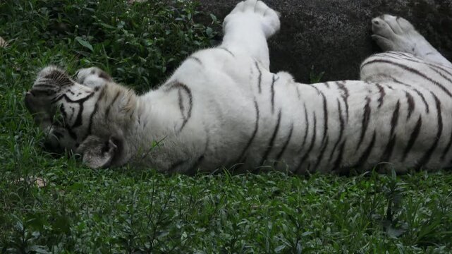 an adult white tiger is sitting and then lying on its back while looking for a comfortable position
