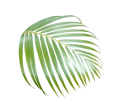 Palm leaf tropical botanical isolated on transparent background PNG