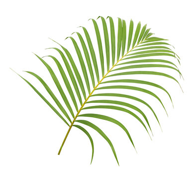 Tropical palm leaf isolated on transparent background