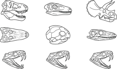 Dinosaur Skull Collection Featuring Tyrannosaurus, Triceratops, Velociraptor, Snake, and Fossil Reptile Skeleton Line Art Editable Vector Set © MstSuborna