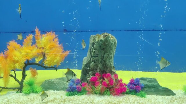 Freshwater aquarium with angelfish and colorful decorative plastic plants