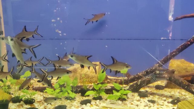 School of silver barb fish swimming in a freshwater aquarium 