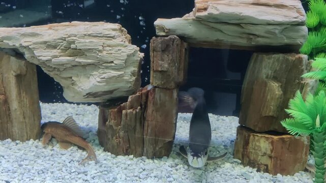 Freshwater aquarium setup with decorative stone cave and exotic pleco fish