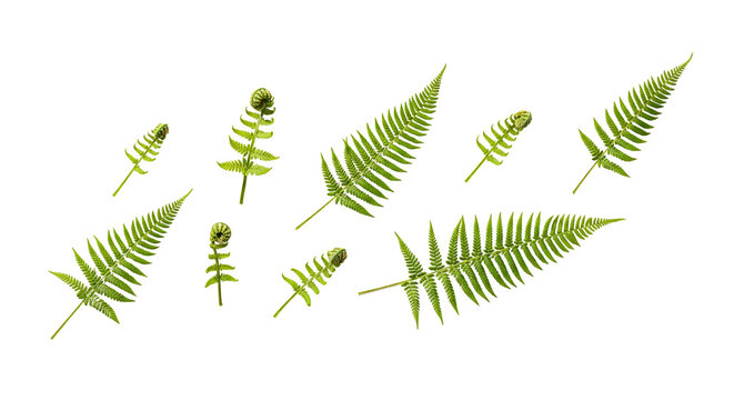 Vibrant green fern fronds and young fiddleheads in various stages of unfurling, scattered naturally on a transparent background