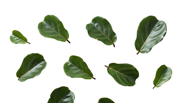 Vibrant green fiddle leaf fig leaves in various sizes scattered and isolated on a transparent background, studio shot