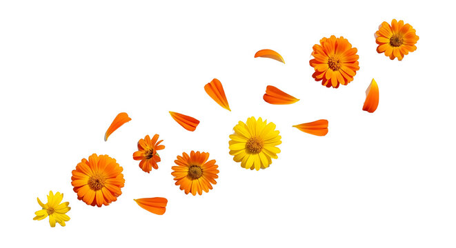 Vibrant orange and yellow calendula flowers and individual petals scattered diagonally, creating a dynamic floral pattern on a clean transparent background.