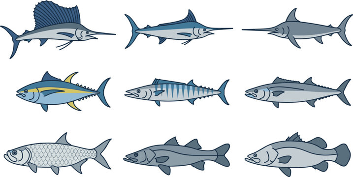 Marine Game Fish Collection Featuring Sailfish, Marlin, Tuna, Mackerel, Tarpon, Bass, and Commercial Ocean Species Editable Vector Illustration Set